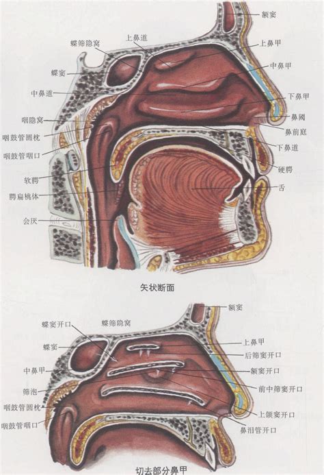 鼻子跟嘴巴中間|鼻子跟嘴巴之间的位置叫什么？